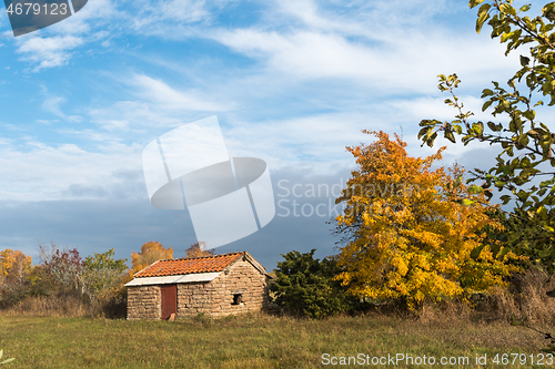 Image of Golden tree by an old shed in fall season