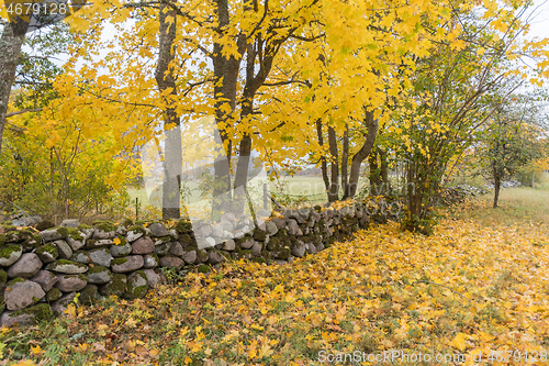 Image of Beautiful fall colors by an old dry stone wall