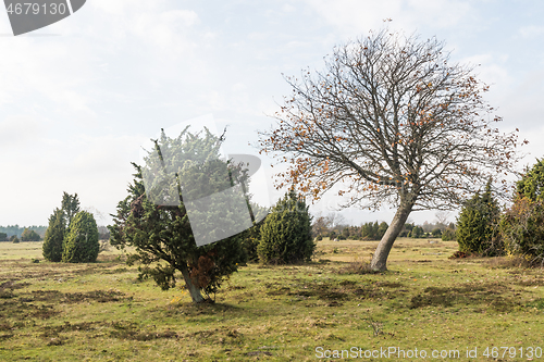 Image of Bare tree in a landscape with junipers