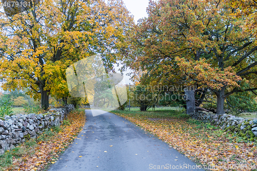 Image of Beautiful fall colors by a country road