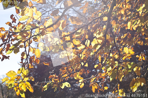 Image of Yellow beautiful golden leaves in fall with sunlight.