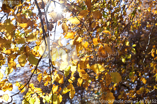 Image of Yellow beautiful golden leaves in fall with sunlight.