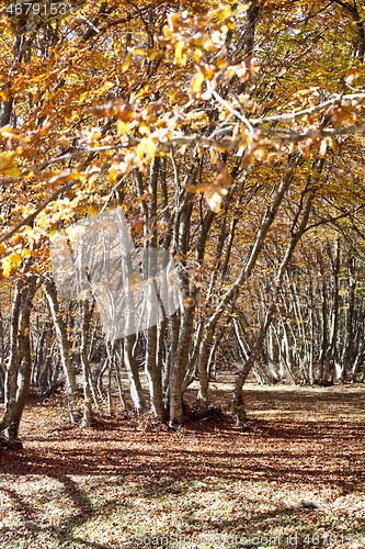 Image of Bright golden autumn nature landscape.