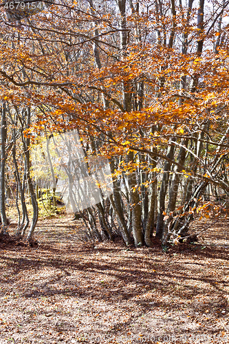 Image of Bright golden autumn nature landscape.