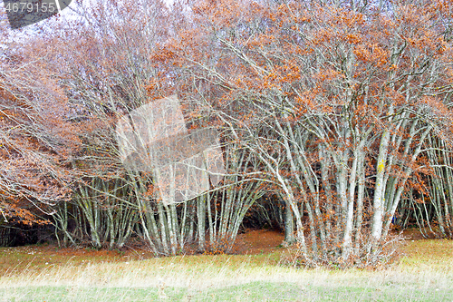 Image of Bright golden autumn nature landscape.