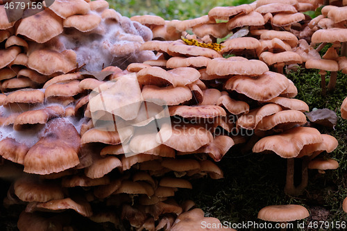 Image of Bunch of autumnal Honey Fungus(Armillaria Mellea)