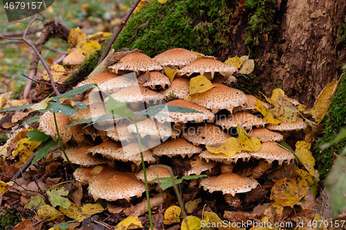 Image of Inedible mushrooms against moss covered trunk