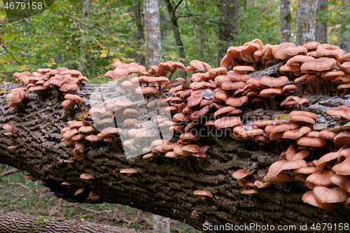 Image of Bunch of autumnal Honey Fungus(Armillaria Mellea)