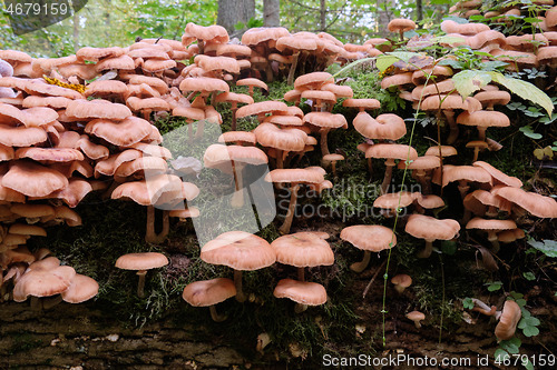 Image of Bunch of autumnal Honey Fungus(Armillaria Mellea)