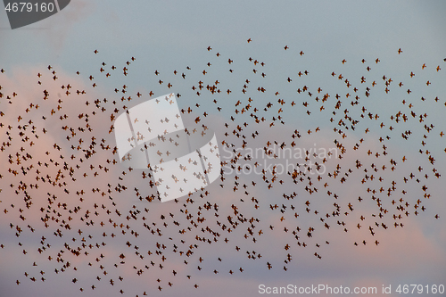 Image of Flock of birds in evening