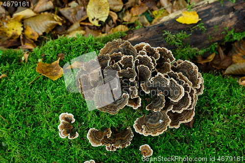 Image of Turkey Tail (Trametes versicolor) from above