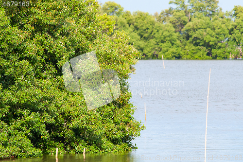 Image of Mangrove forest in Thailand