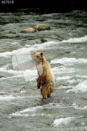 Image of Bears