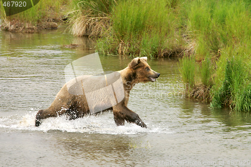 Image of Bears