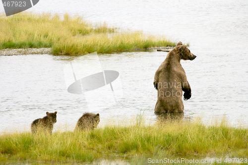 Image of Bears