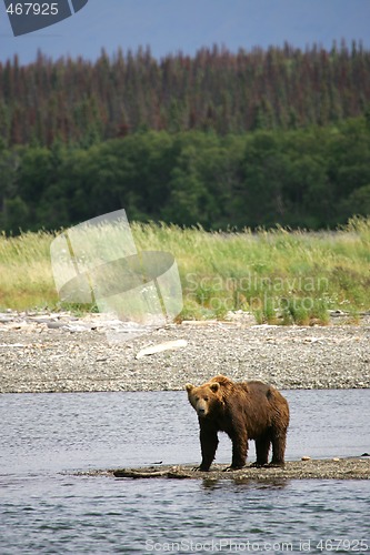 Image of Bear