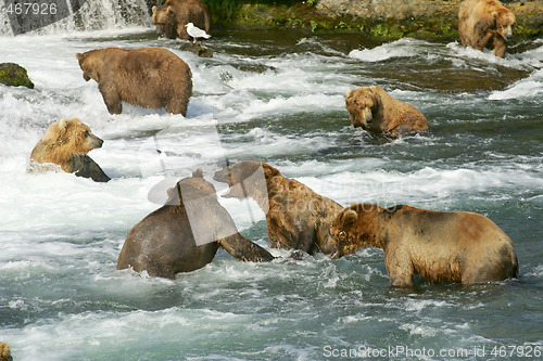 Image of Bears