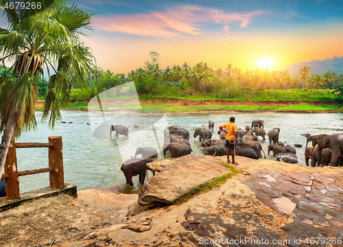 Image of Elephants for a walk