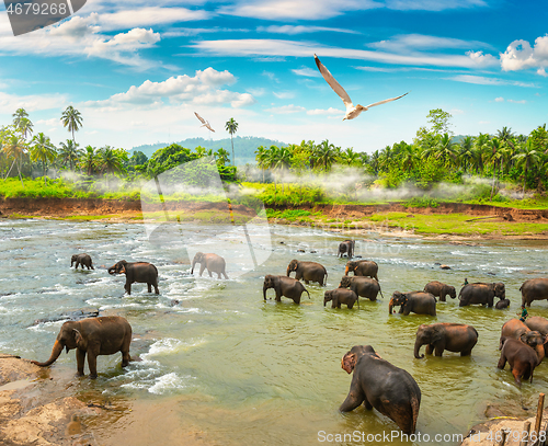 Image of Elephants and jungle