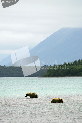 Image of Bears