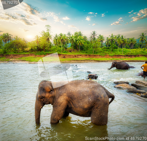 Image of Elephant and jungle