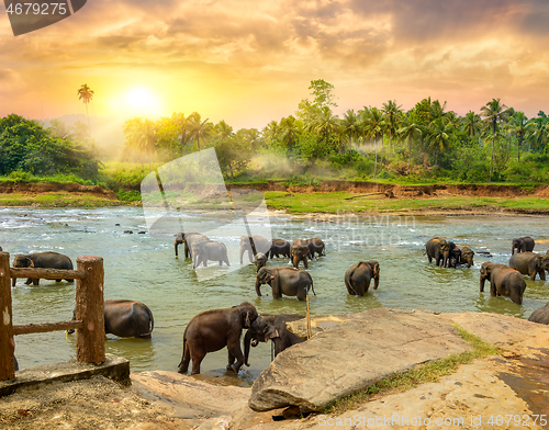 Image of Herd of elephants