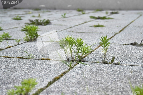 Image of Weed growing in a deserted urban area