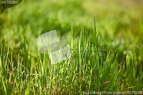 Image of Green Grass Field