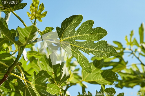 Image of Green Leaves of a fig tree in summer