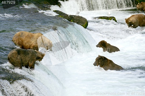 Image of Bears