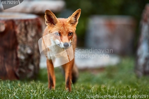 Image of Fox at night in the countryside