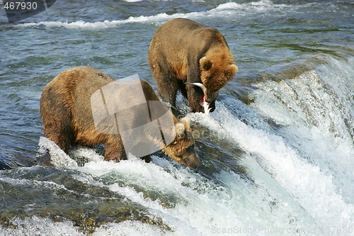 Image of Bears