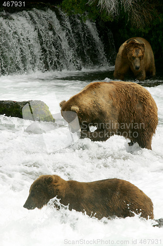 Image of Bears