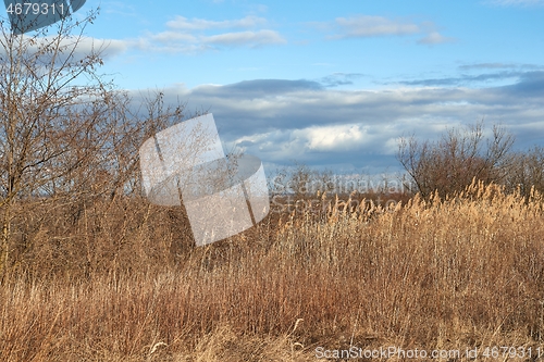 Image of Dry autumn meadow and bushland