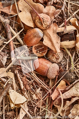 Image of Acorn on the ground