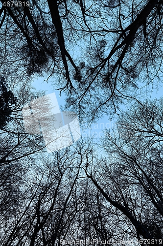 Image of Bare tree branches