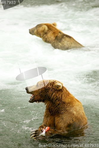 Image of Bears