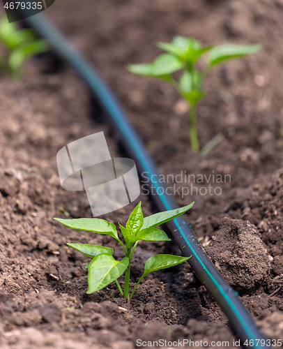 Image of Pepper plants with drip irrigation