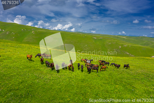 Image of herd of horses grazing on slope meadow