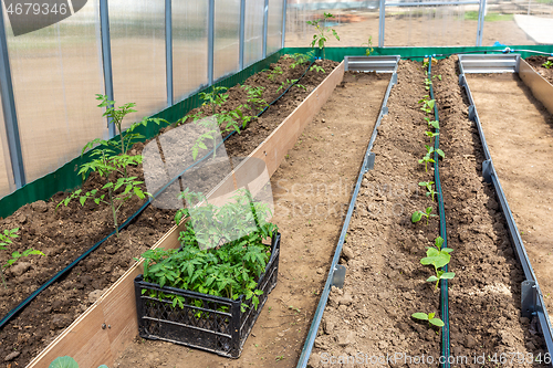 Image of Vegetables in greenhouse drip irrigation