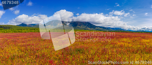 Image of Blooming willow-herb near Vachkazhets