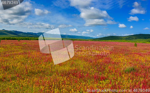 Image of Blooming flowers willow-herb field