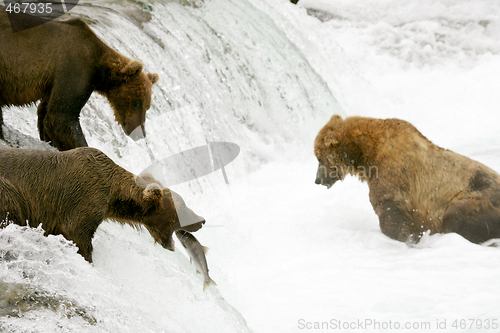 Image of Bears