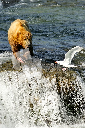 Image of Bears