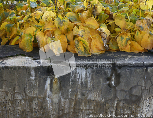 Image of autumn withered yellowed plants in a dilapidated concrete bed