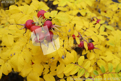 Image of red rose hips and yellow autumn leaves