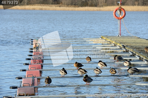 Image of ducks at the boat station