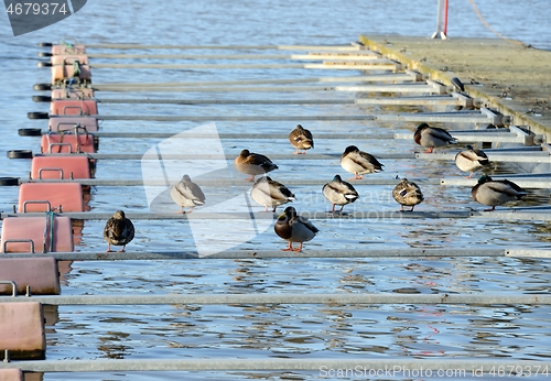 Image of ducks at the boat station