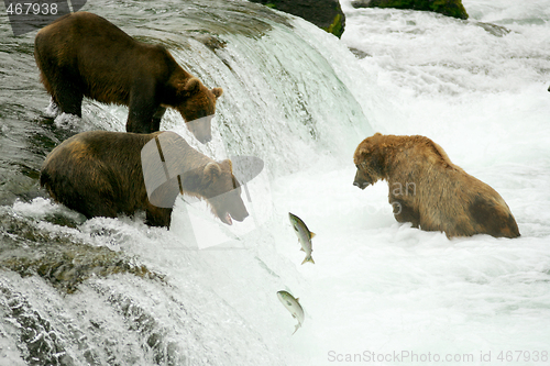 Image of Bears