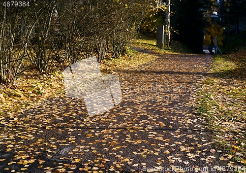 Image of path covered with yellow leaves in the park